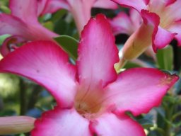 Adenium multiflorum petal colours shading gradually